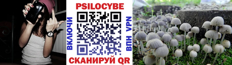 Купить закладки  Кингисепп  Псилоцибиновые грибы Psilocybe 